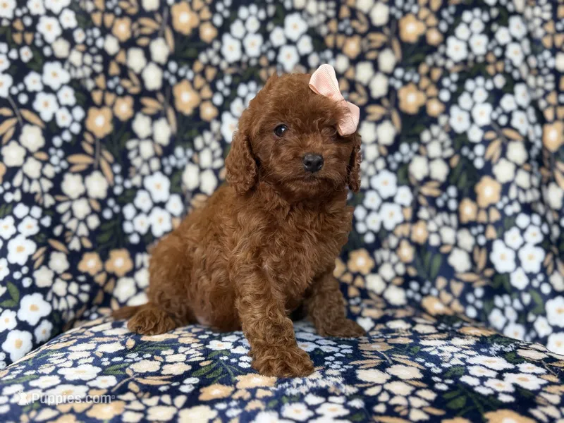 Cora – Cavapoo, Poodle - Miniature  puppy for sale in Lakeland, FL
