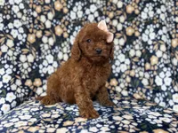 Cora, a female Cavapoo and Poodle - Miniature  for sale in Lakeland, FL – 1 of 10