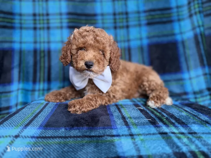 Rags – Cockapoo puppy for sale in Lakeland, FL