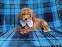 Rags, a male Cockapoo for sale in Lakeland, FL – 1 of 8