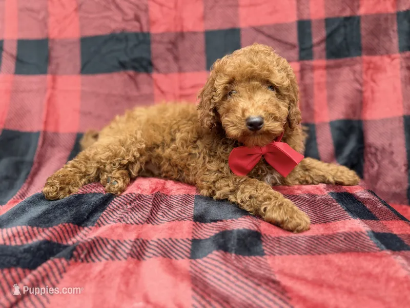 Muffin – Poodle - Miniature  puppy for sale in Lakeland, FL