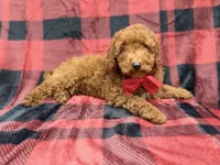 Muffin, a male Poodle - Miniature  for sale in Lakeland, FL – 1 of 8
