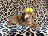 Janey, a female Cockapoo for sale in Lakeland, FL – 1 of 9