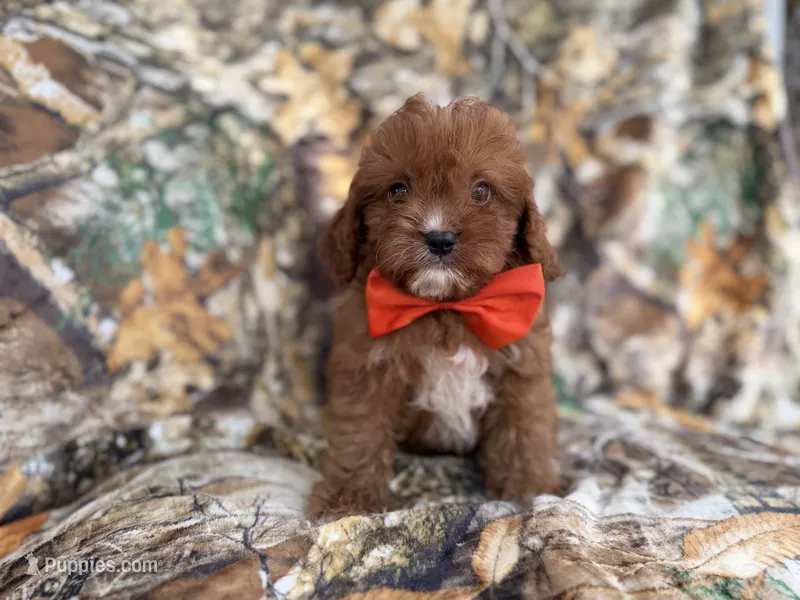 Lucky – Cavapoo puppy for sale in Lakeland, FL