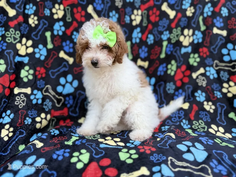 Candy – Poodle - Miniature  puppy for sale in Lakeland, FL