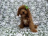 Dolly, a female Cavapoo for sale in Lakeland, FL – 7 of 8