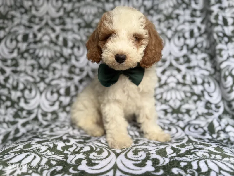 Jax – Cockapoo, Poodle - Miniature  puppy for sale in Lakeland, FL