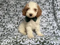 Jax, a male Cockapoo and Poodle - Miniature  for sale in Lakeland, FL – 1 of 8