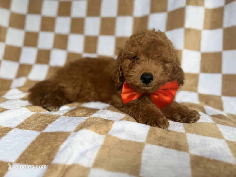 Amos – Miniature Goldendoodle puppy for sale in Lakeland, FL
