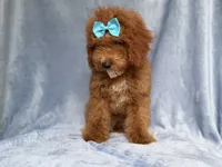 Peaches, a female Cockapoo for sale in Lakeland, FL – 9 of 10