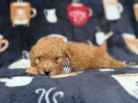 Lance, a male Cavapoo for sale in Lakeland, FL – 7 of 8