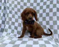 Domino, a male Cavapoo for sale in Lakeland, FL – 5 of 8