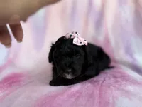 Daisy, a female Miniature Aussiedoodle for sale in Lakeland, FL – 6 of 7