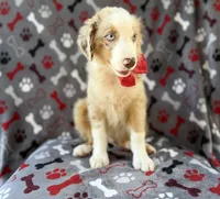 Browser , a male Miniature Australian Shepherd for sale in Lakeland, FL – 3 of 8