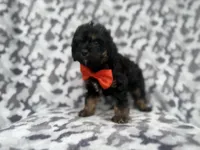 Danny, a male Cavalier King Charles Spaniel and Poodle - Miniature  for sale in Lakeland, FL – 6 of 9