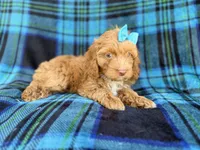 Trixie, a female Cockapoo for sale in Lakeland, FL – 7 of 9