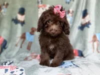 Cocoa, a female Cavapoo for sale in Lakeland, FL – 7 of 8