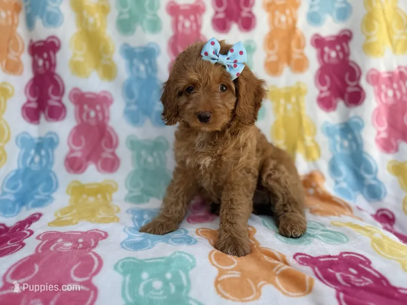 Truffles – Cockapoo puppy for sale in Lakeland, FL