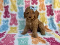 Truffles, a female Cockapoo for sale in Lakeland, FL – 1 of 8