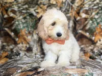 Ollie, a male Cockapoo for sale in Lakeland, FL – 6 of 9