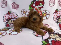 Bella, a female Cavapoo for sale in Lakeland, FL – 1 of 8