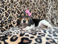 Winnie, a female Beagle for sale in Lakeland, FL – 6 of 9