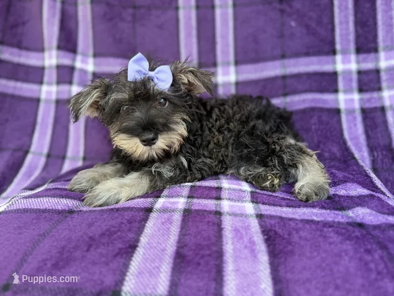 Puddles – Miniature Schnauzer puppy for sale in Lakeland, FL
