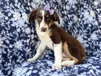 Bindi, a female Miniature Australian Shepherd for sale in Lakeland, FL – 5 of 8