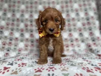 Marcus, a male Cockapoo and Poodle - Miniature  for sale in Lakeland, FL – 2 of 7