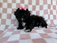 Zoey, a female Shihpoo for sale in Lakeland, FL – 5 of 8