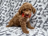 Rover, a male Cockapoo for sale in Lakeland, FL – 7 of 8