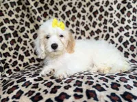 Oakley, a female Cockapoo for sale in Lakeland, FL – 2 of 8