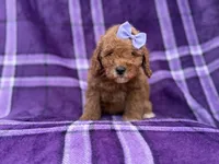 Agnes, a female Cavapoo and Poodle - Miniature  for sale in Lakeland, FL – 6 of 9