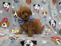 Lynx, a male Cavapoo for sale in Lakeland, FL – 4 of 8