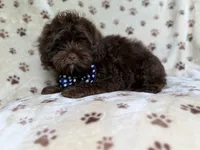 Amos, a male Shihpoo for sale in Lakeland, FL – 2 of 10
