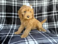 Tinsley, a female Cockapoo for sale in Lakeland, FL – 3 of 7