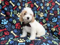 Larry, a male Cockapoo for sale in Lakeland, FL – 8 of 9