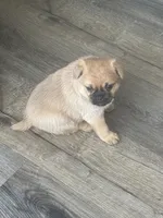 Bernie, a male Chihuahua for sale in Troy, PA – Photo 6 of 7