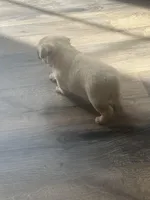 Bernie, a male Chihuahua for sale in Troy, PA – Photo 5 of 7