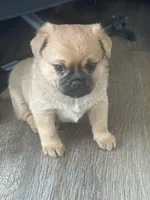 Bernie, a male Chihuahua for sale in Troy, PA – Photo 2 of 7