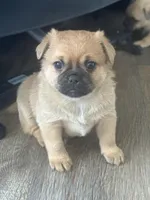 Bernie, a male Chug for sale in Troy, PA – Photo 1 of 6