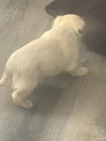 Mac, a male Chug for sale in Troy, PA – Photo 2 of 7