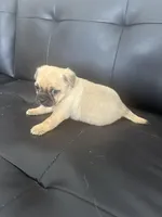 Mac, a male Chug for sale in Troy, PA – Photo 6 of 7