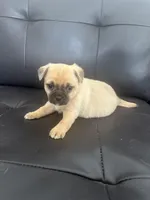 Mac, a male Chug for sale in Troy, PA – Photo 1 of 7