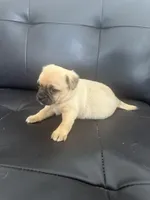 Mac, a male Chug for sale in Troy, PA – Photo 5 of 7