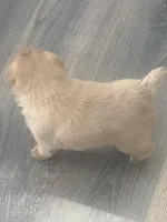 Bernie, a male Pug for sale in Troy, PA – Photo 4 of 8