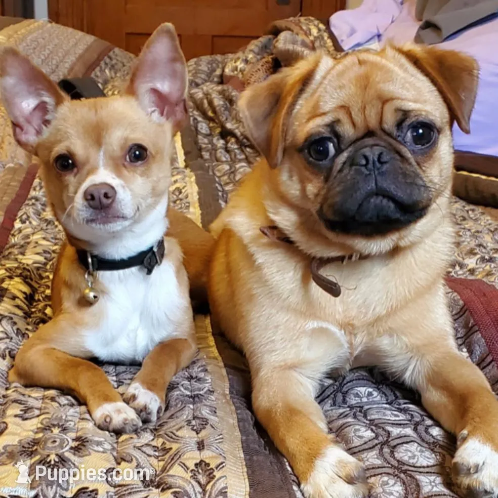 Bernie, a male Pug for sale in Troy, PA – Photo 8 of 8