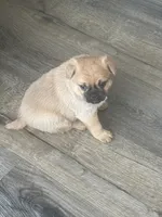 Bernie, a male Pug for sale in Troy, PA – Photo 6 of 8