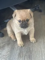 Bernie, a male Pug for sale in Troy, PA – Photo 3 of 8