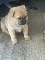 Bernie, a male Pug for sale in Troy, PA – Photo 5 of 8